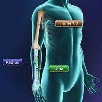 Normal Anatomy of the Elbow