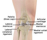 Normal Anatomy of the Knee Joint