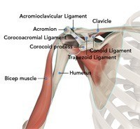 Normal Anatomy of the Shoulder Joint